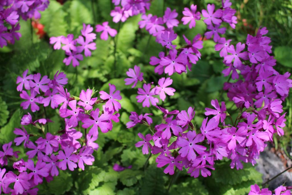 Pension Candytuft Karuizawa Εξωτερικό φωτογραφία